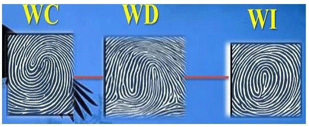 CHỦNG WC - WD - WI (có hình dạng như hình thái cực)